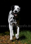 17 Lichtspiele